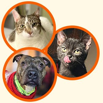 adoptable pets