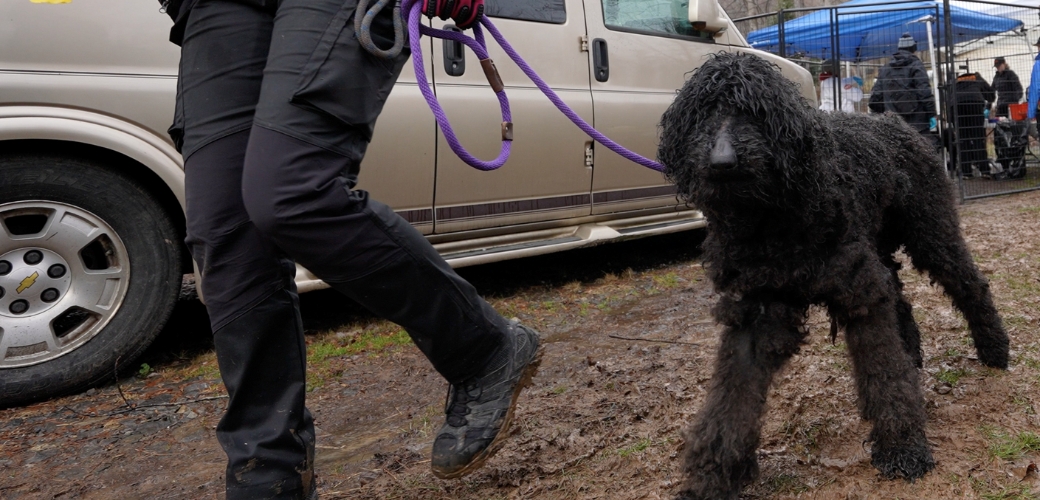 Black poodle mix being rescued