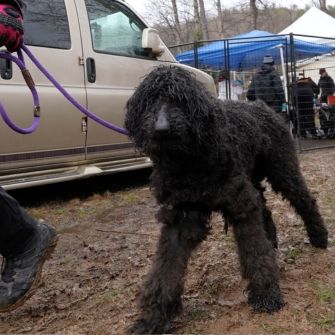 Black poodle mix being rescued