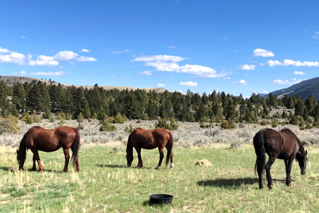 Morgan horses grazing in field
