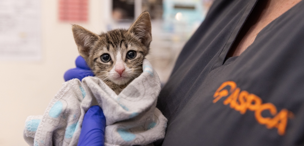 Kitten wrapped in a blanket being held by ASPCA employee