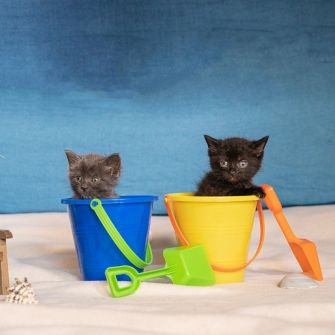 Kittens sitting in beach pails