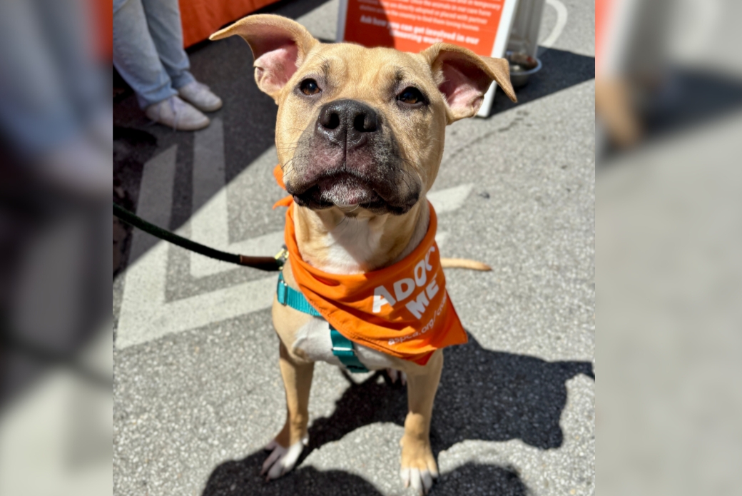 Tan pit bull wearing a bandana