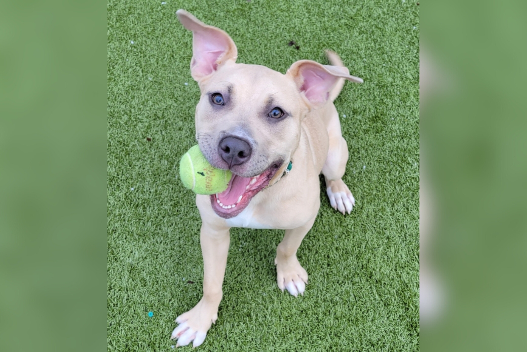tan pit bull smiling with a tennis ball 