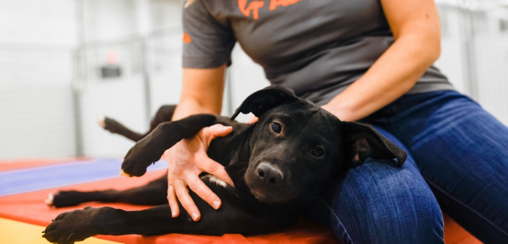 Black pit bull laying down on someone's lap