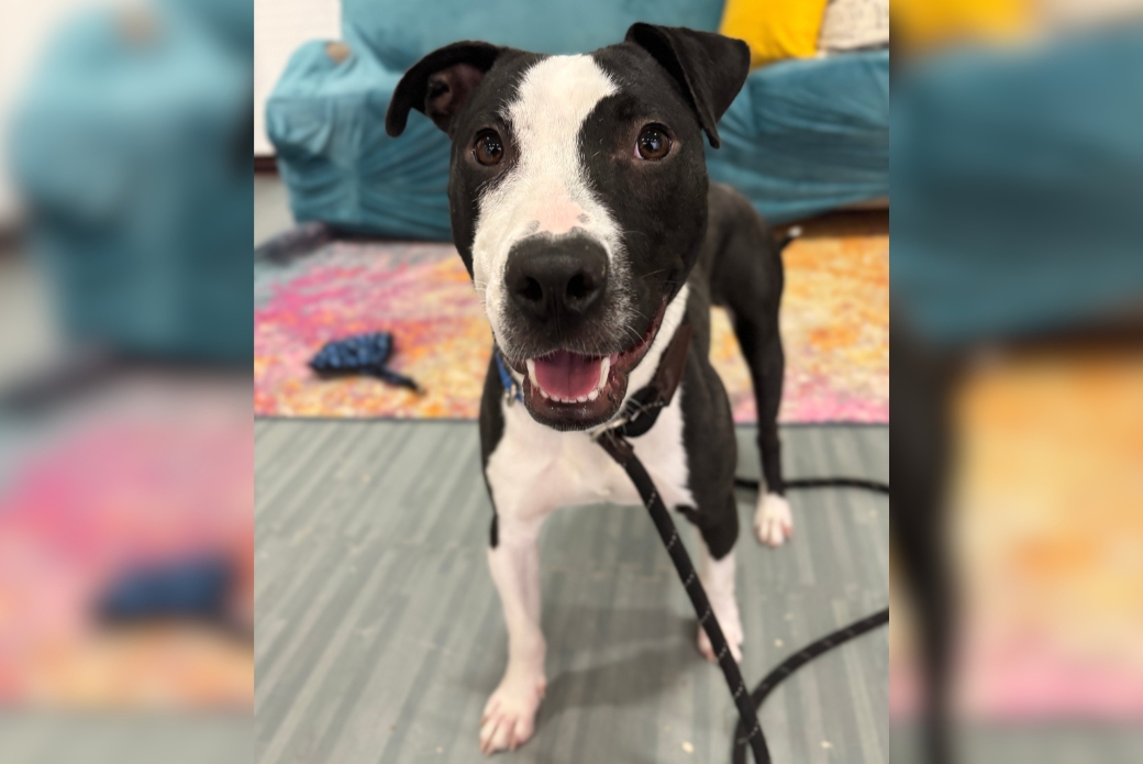 Black and white pit bull smiling