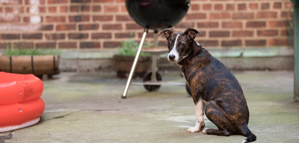Dog sitting outside by a grill