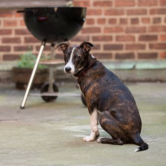 Dog sitting outside by a grill