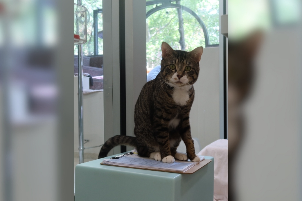 cat sitting on a clipboard