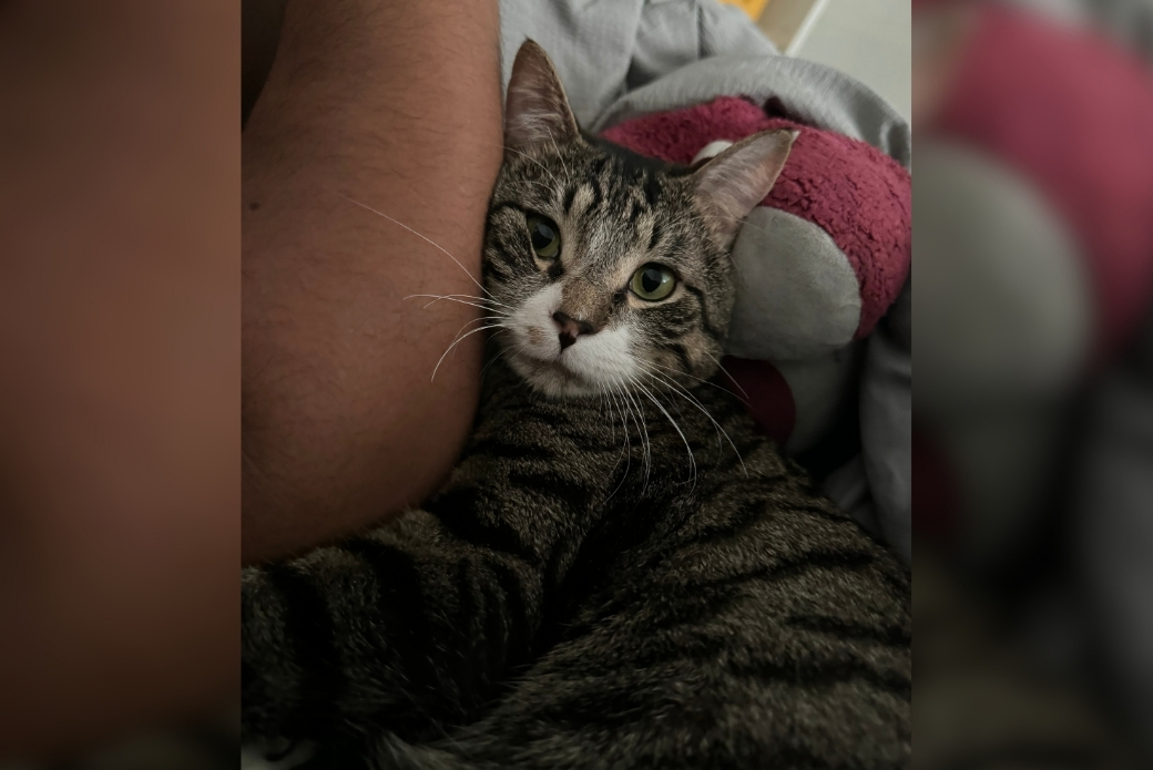 cat leaning on his adopter