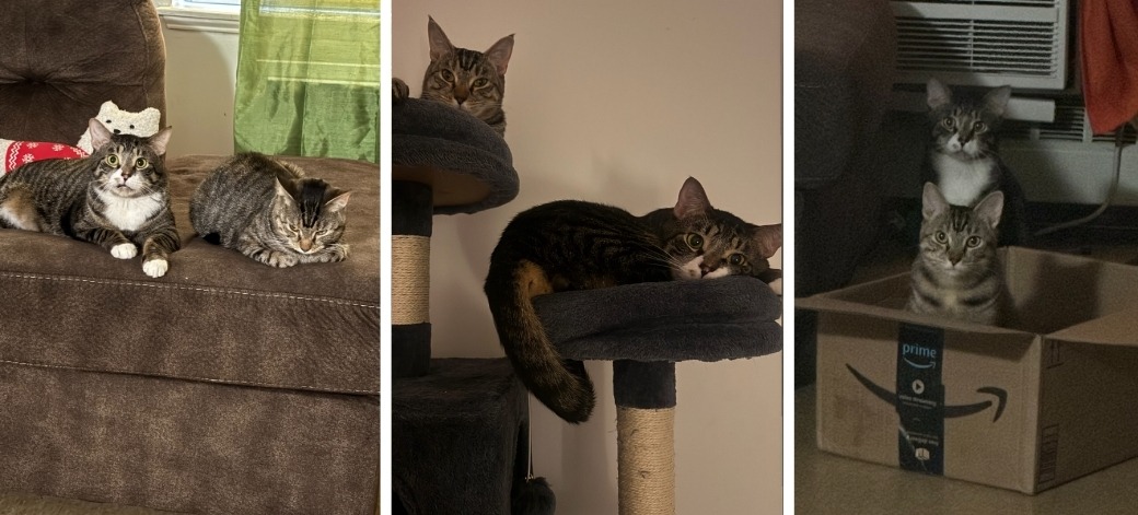 two cats hanging out