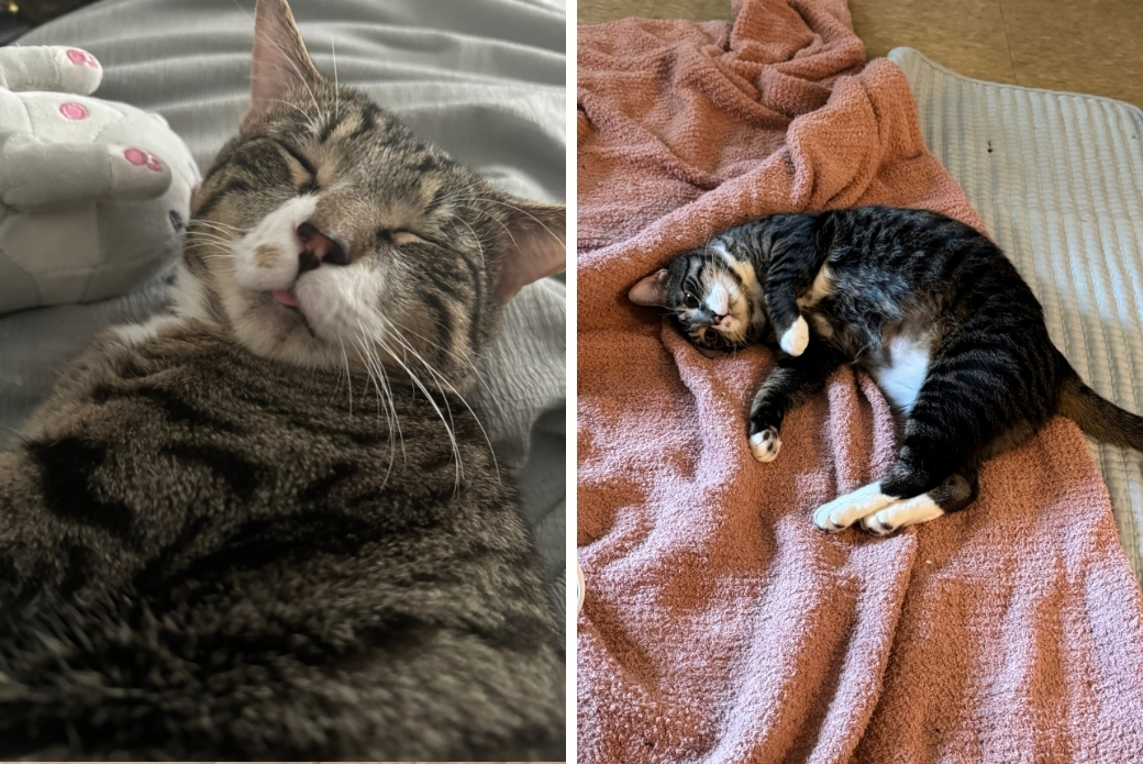 cat sleeping in the bed