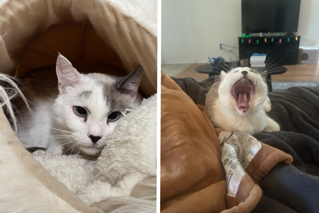 white cat laying down