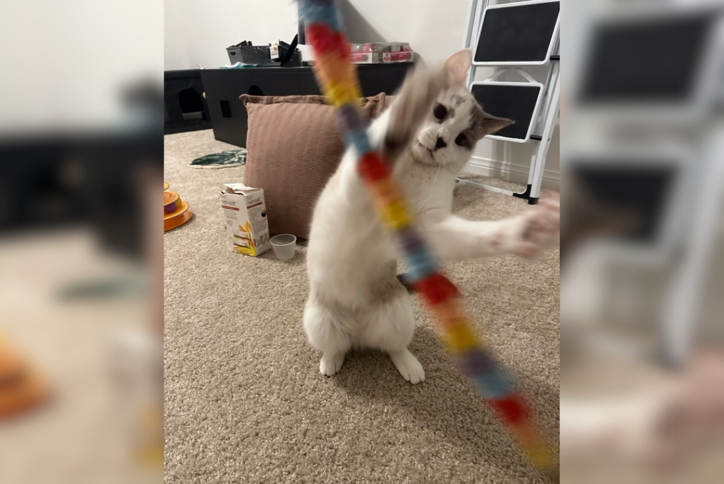 Cat playing with string toy