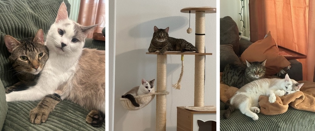 cats laying together