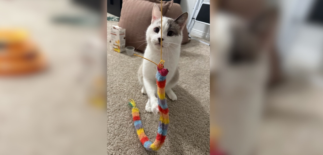 Cat playing with string toy