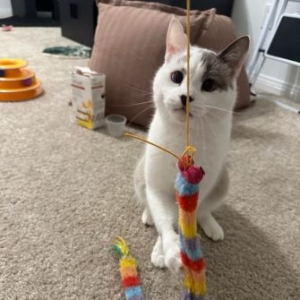 Cat playing with string toy