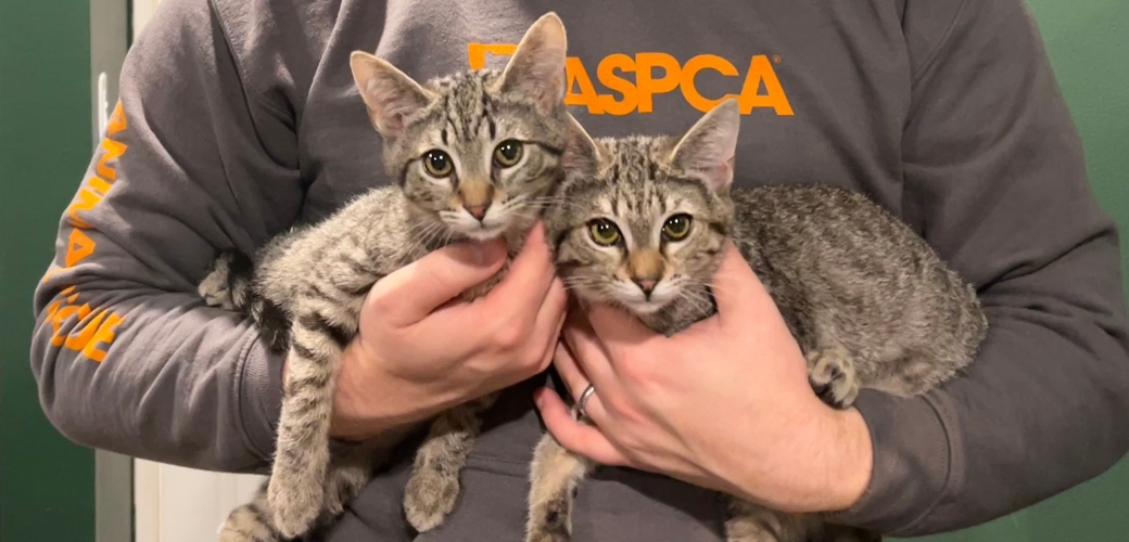 kittens being held by ASPCA employee
