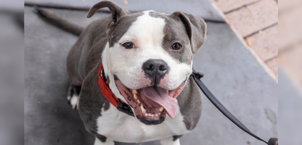 smiling grey and white pit bull-mix