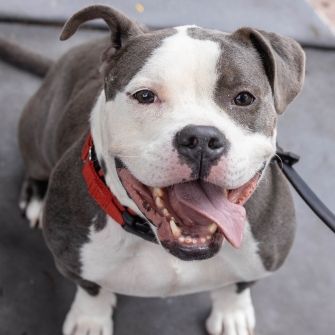smiling grey and white pit bull-mix