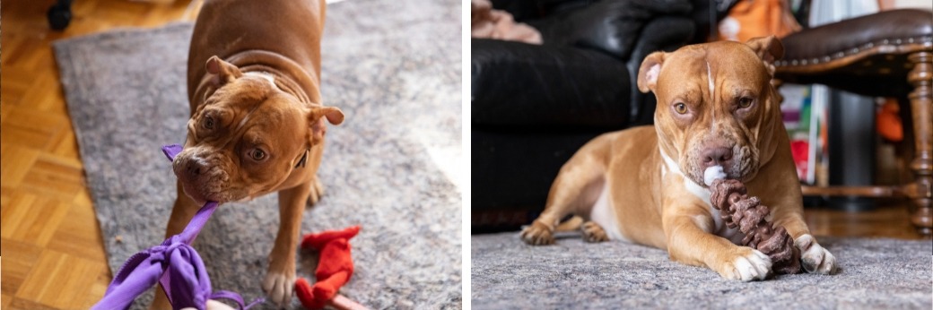 tan pit bull playing with toys