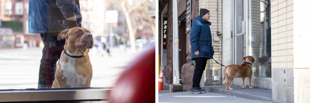 tan pit bull sitting in a store window