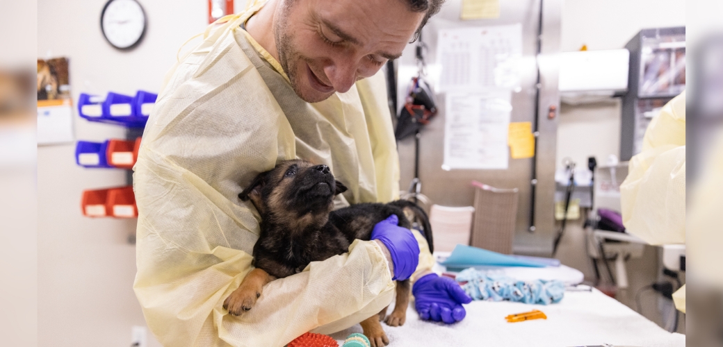 veterinarian treating a dog