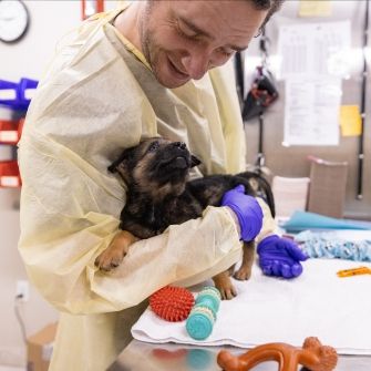 veterinarian treating a dog