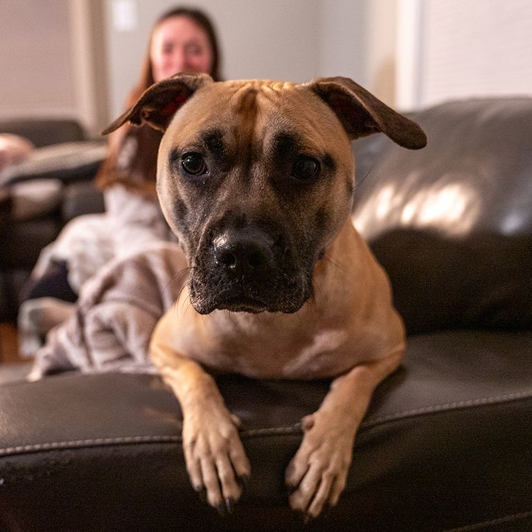 a dog looking over the arm of a leather couch at the camera