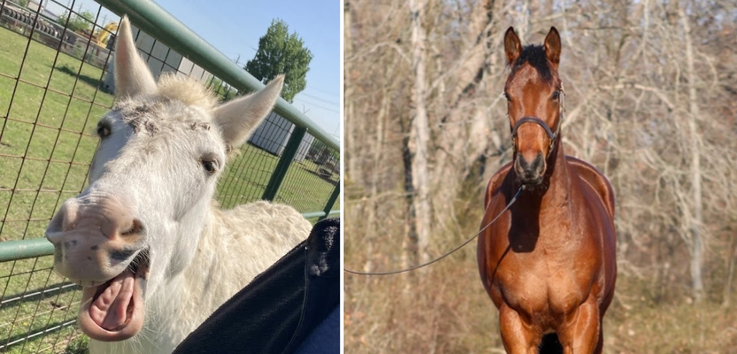 Photos of a mule and a horse