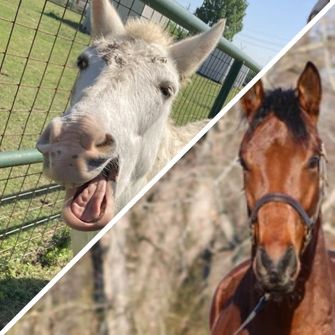 Photos of a mule and a horse