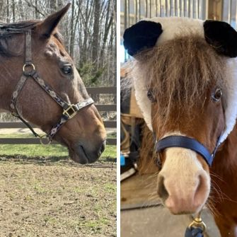 Pictures of two different horses