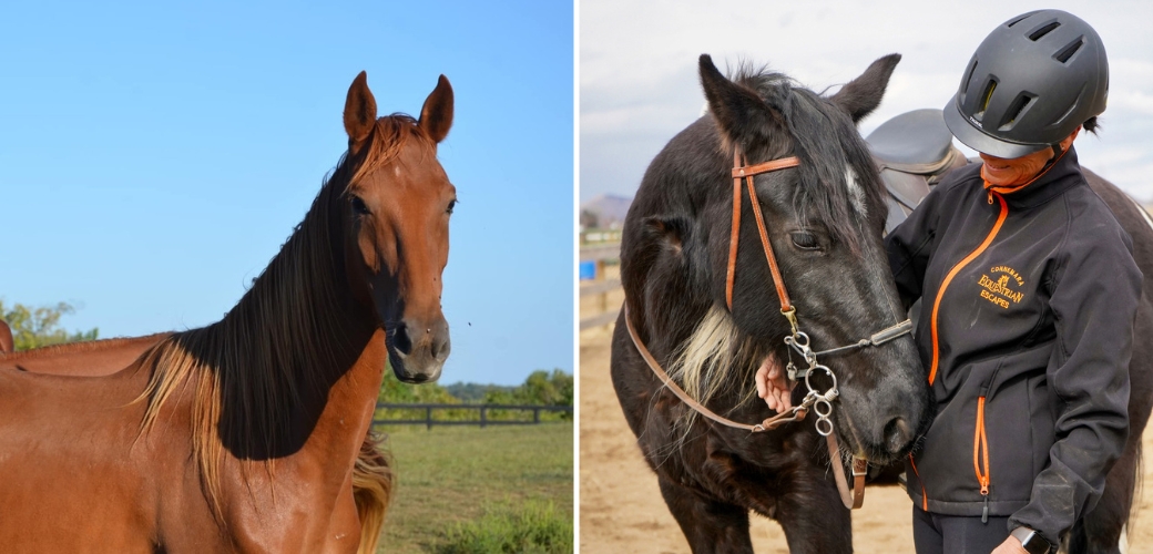 One horse looking at the viewer and one horse with their handler