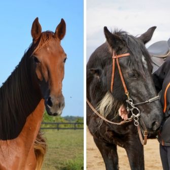 Close-up of two horses' faces