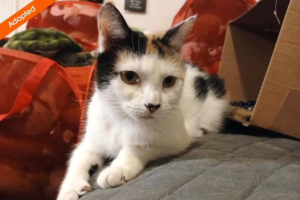 A cat lying on a blanket