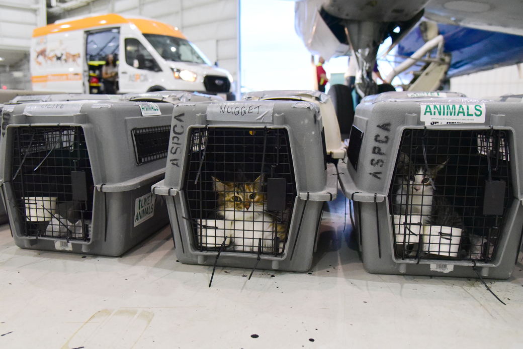 cats in crate at airport hanger