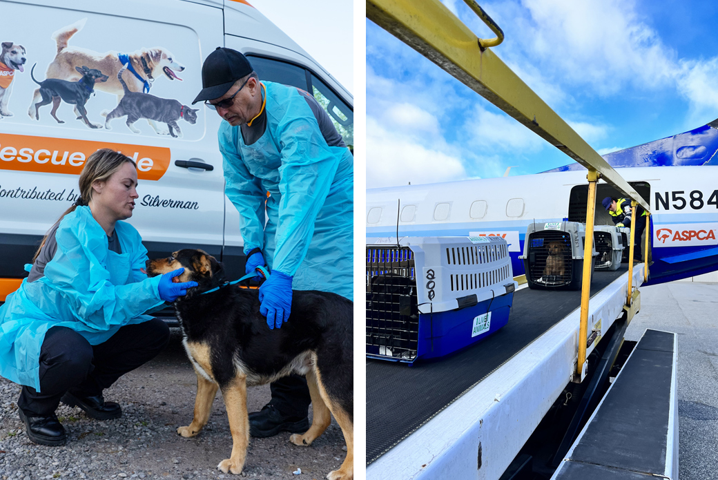 staff members examining dog outside van, loading dogs in crates onto plane