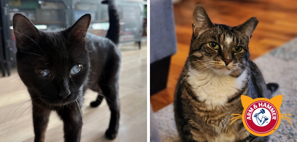 Two pictures of cats looking at the viewer