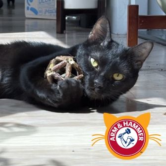 A cat with a toy between their paws