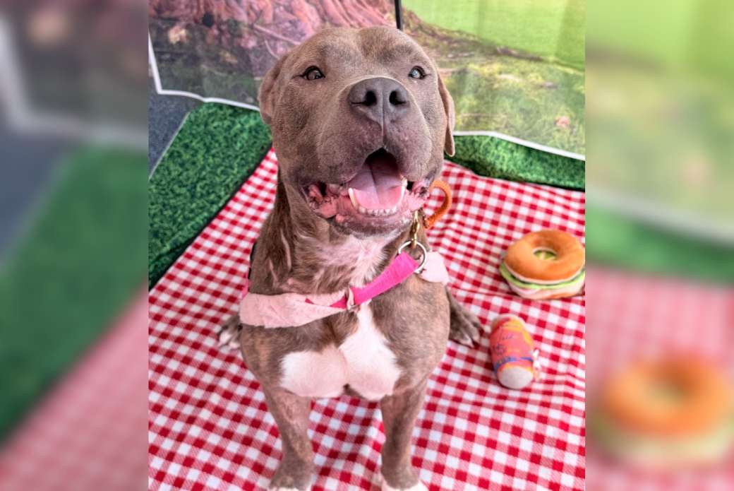 A big smiling dog, sitting on a checkered picnic blanket