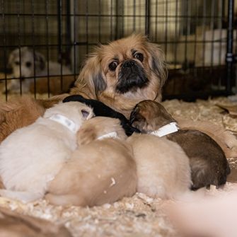 small puppy mill dog with her puppies