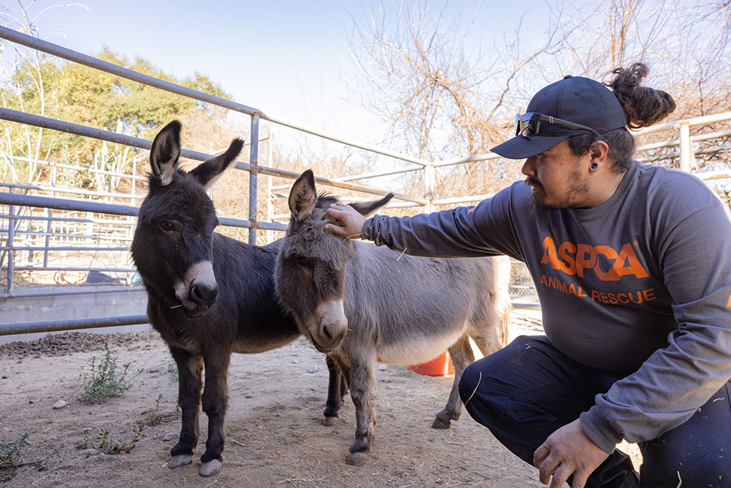 rescued donkeys in California