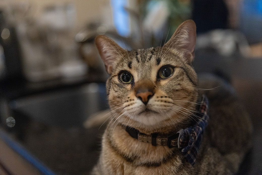 a tabby cat looking at the camera