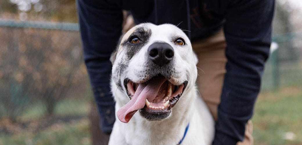 a white pit bull with a spot on its right eye