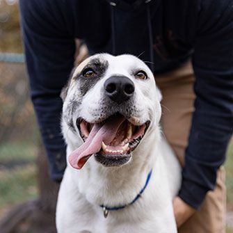 a white pit bull with a spot on its right eye