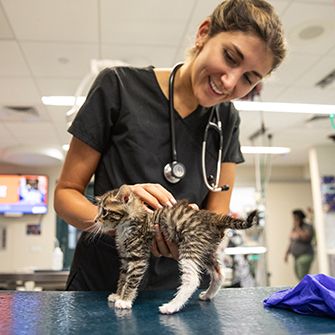 A vet with a kitten