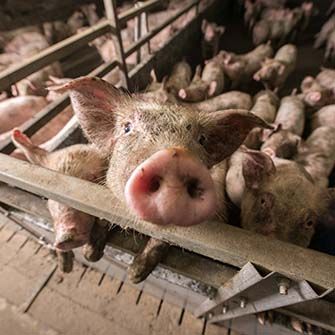 Pigs in a cramped and dirty sty