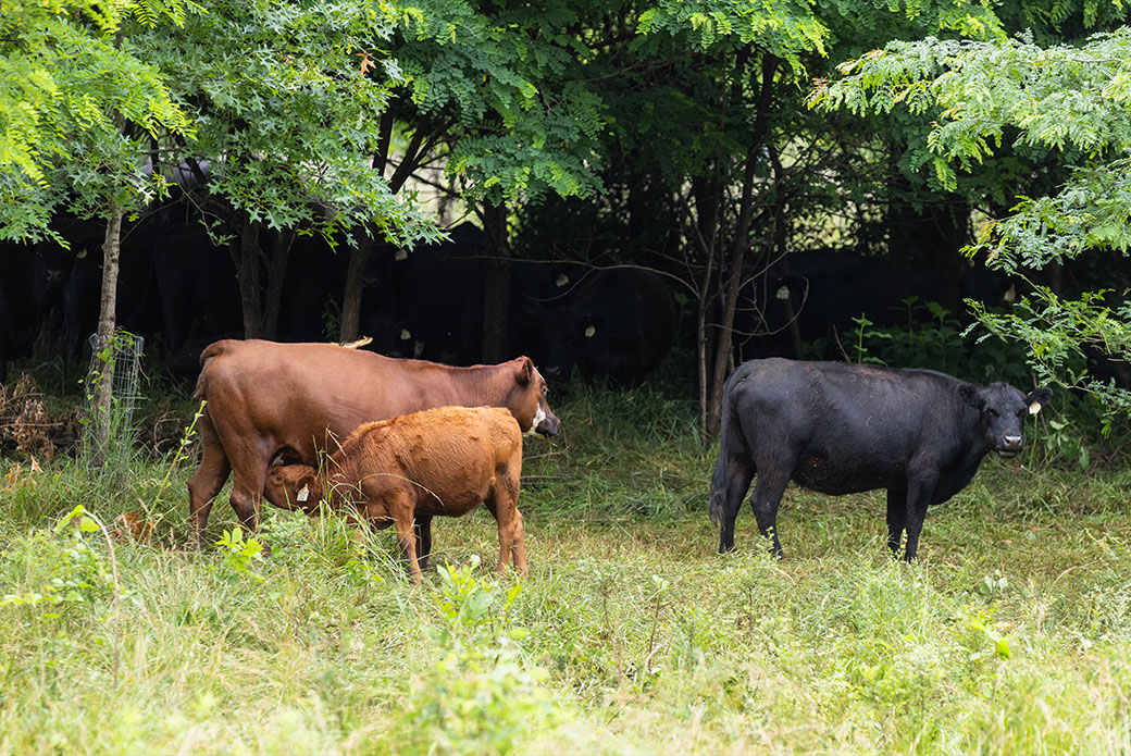 Cows grazing next to an area of small trees