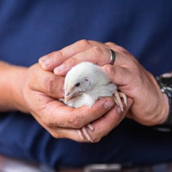 close up on a person holding a chick between their hands