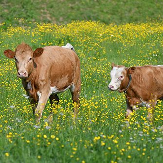 cows in a field surrounded by yellow wild flowers